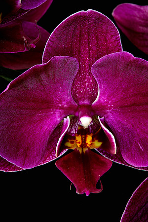 Susan's Phalaenopsis Orchid