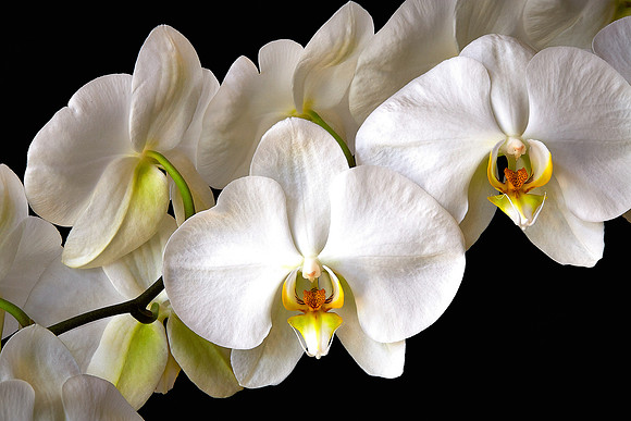 Andrea's Phalaenopsis Orchid