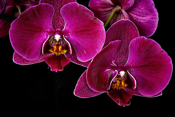 Susan's Phalaenopsis Orchid