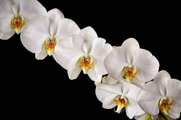 Andrea's Phalaenopsis Orchid