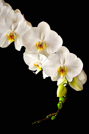 Andrea's Phalaenopsis Orchid