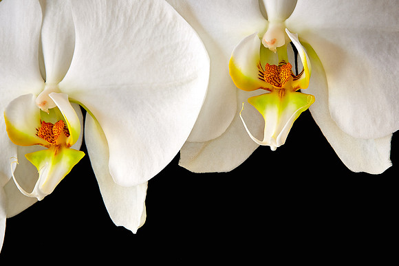 Andrea's Phalaenopsis Orchid