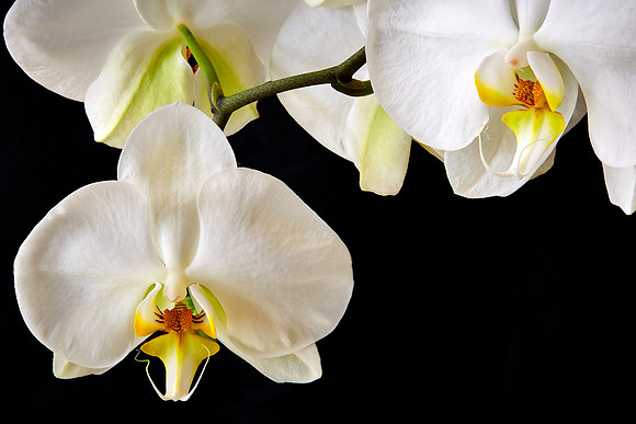 Andrea's Phalaenopsis Orchid