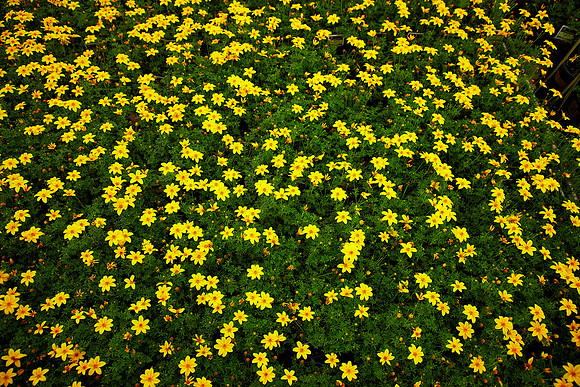 Metrolina Greenhouses, Huntersville, NC
