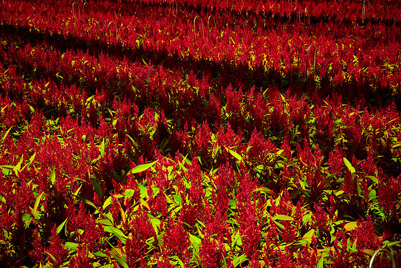 Metrolina Greenhouses, Huntersville, NC
