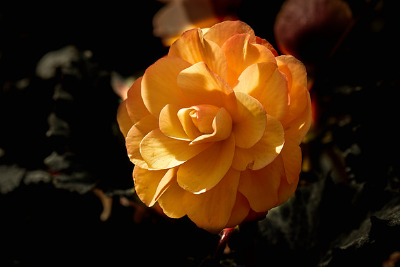 Metrolina Greenhouses, Huntersville, NC