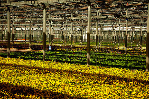 Metrolina Greenhouses, Huntersville, NC