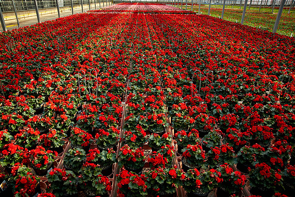 Metrolina Greenhouses, Huntersville, NC