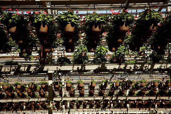 Metrolina Greenhouses, Huntersville, NC