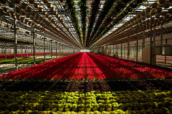 Metrolina Greenhouses, Huntersville, NC