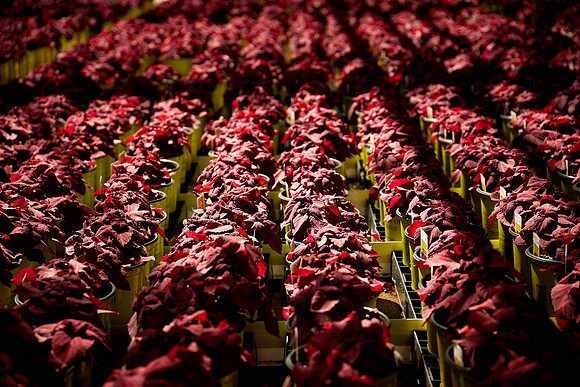 Metrolina Greenhouses, Huntersville, NC