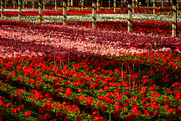 Metrolina Greenhouses, Huntersville, NC
