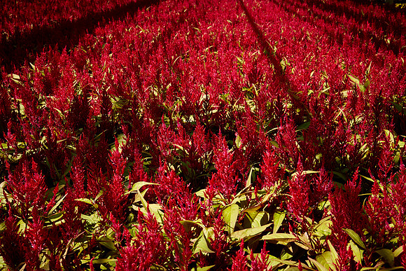 Metrolina Greenhouses, Huntersville, NC
