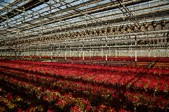 Metrolina Greenhouses, Huntersville, NC