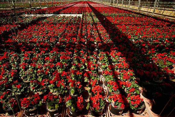 Metrolina Greenhouses, Huntersville, NC
