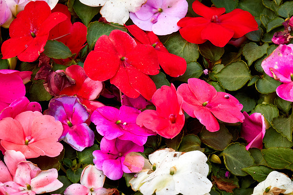 Metrolina Greenhouses, Huntersville, NC