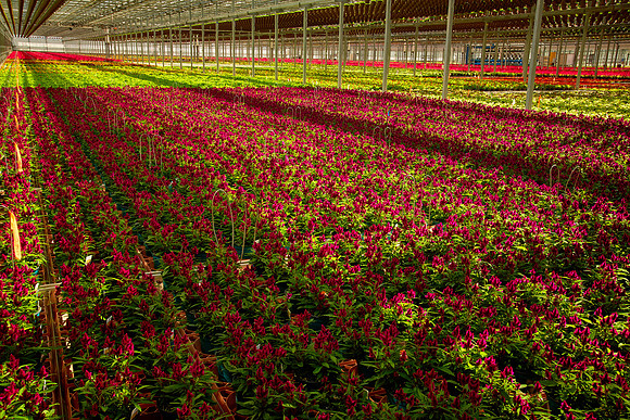 Metrolina Greenhouses, Huntersville, NC