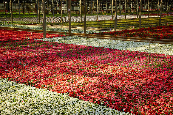 Metrolina Greenhouses, Huntersville, NC