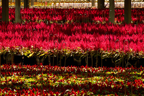 Metrolina Greenhouses, Huntersville, NC