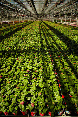 Metrolina Greenhouses, Huntersville, NC