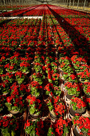 Metrolina Greenhouses, Huntersville, NC