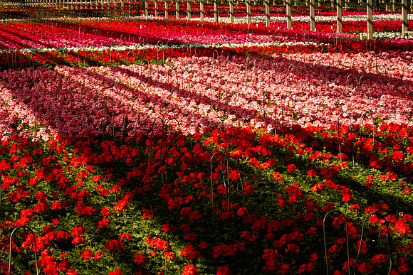 Metrolina Greenhouses, Huntersville, NC