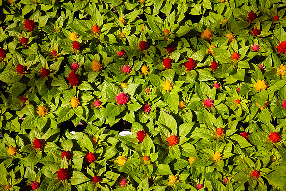 Metrolina Greenhouses, Huntersville, NC
