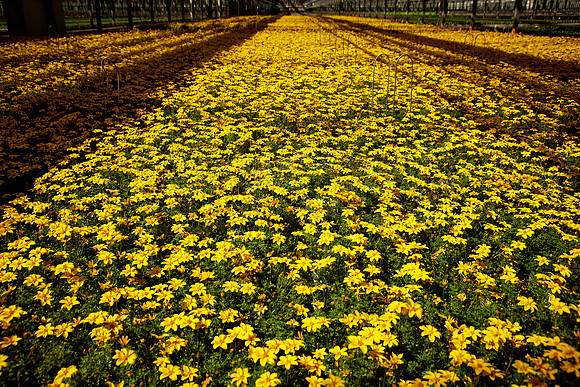Metrolina Greenhouses, Huntersville, NC