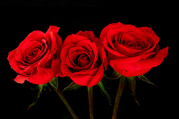 V-Day Naramore Roses