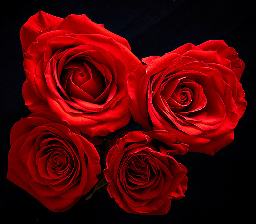 V-Day Naramore Roses