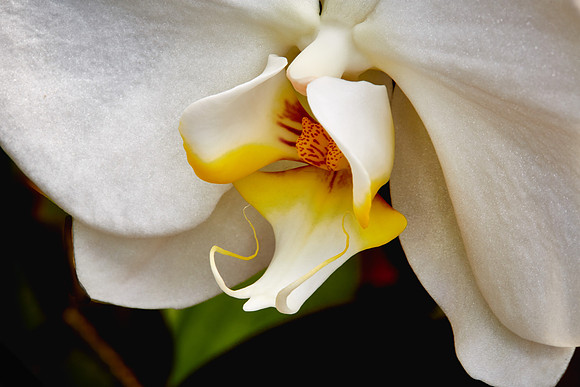 Daniel Stowe Orchid