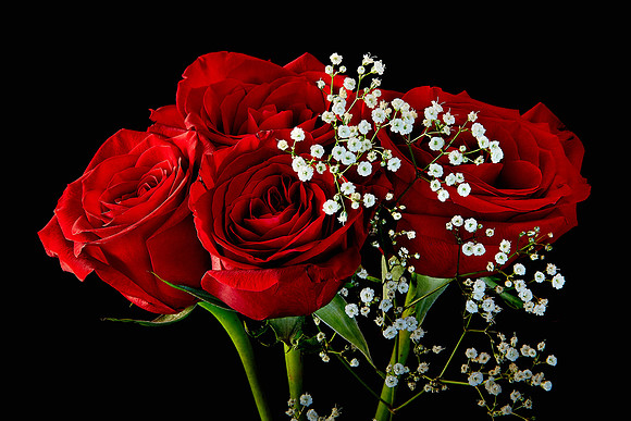V-Day Naramore Roses