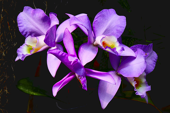 Daniel Stowe Orchid