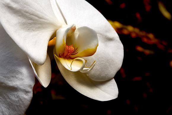 Daniel Stowe Orchid