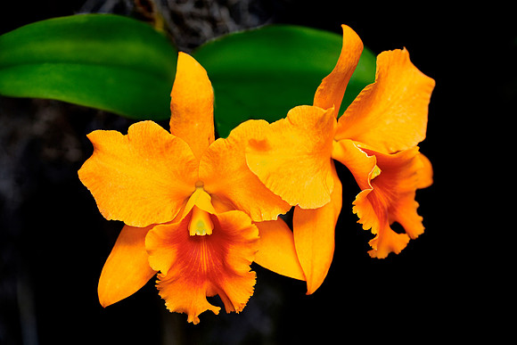 Daniel Stowe Orchid