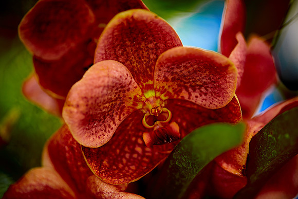 Daniel Stowe Orchid