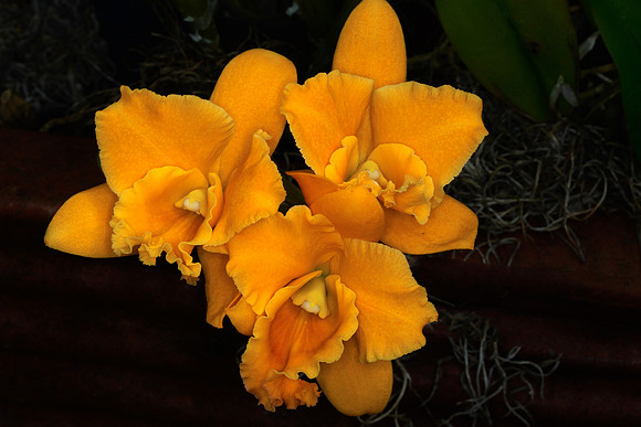 Daniel Stowe Orchid