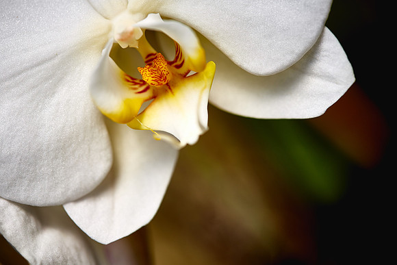 Daniel Stowe Orchid