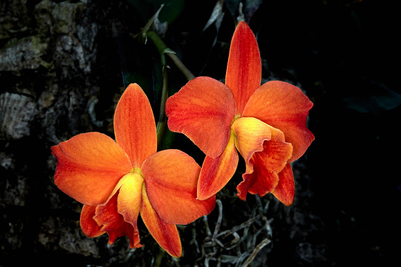 Daniel Stowe Orchid