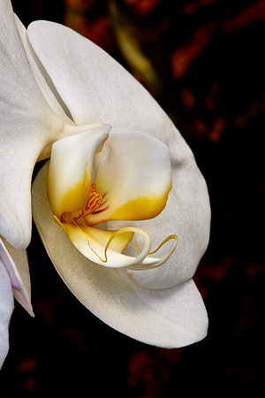 Daniel Stowe Orchid