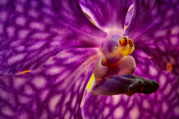 Daniel Stowe Botanical Gardens