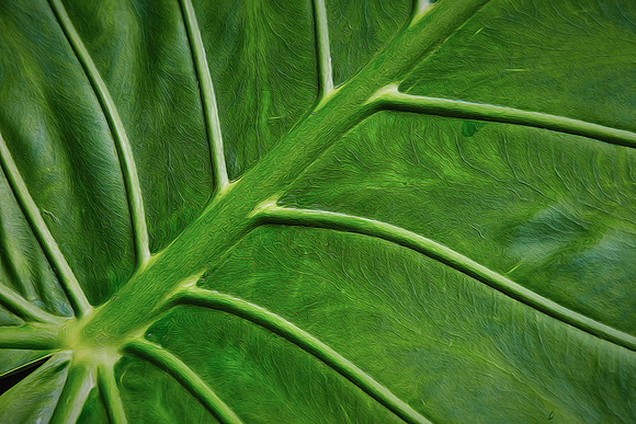 Daniel Stowe Botanical Gardens