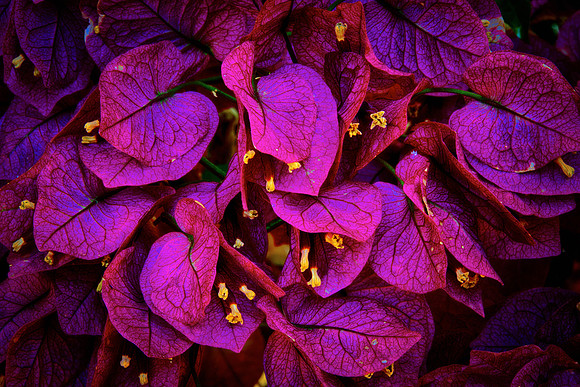 Daniel Stowe Botanical Gardens