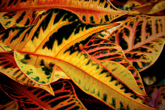 Daniel Stowe Botanical Gardens