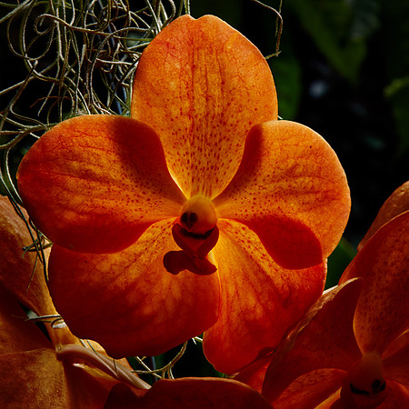 Daniel Stowe Botanical Gardens