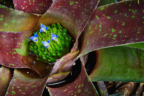 Daniel Stowe Botanical Gardens