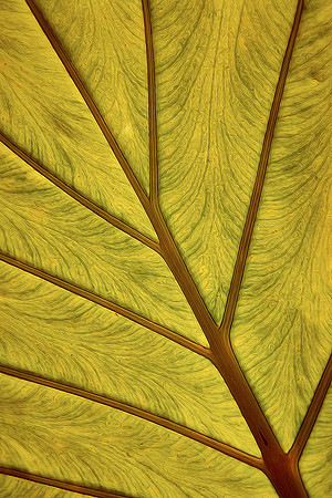 Daniel Stowe Botanical Gardens