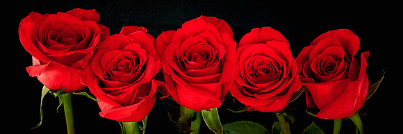 V-Day Naramore Roses