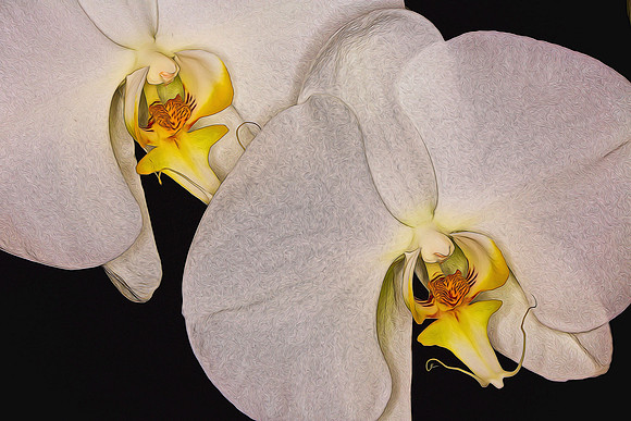 2014 Nov - Andrea's Orchid - 2
