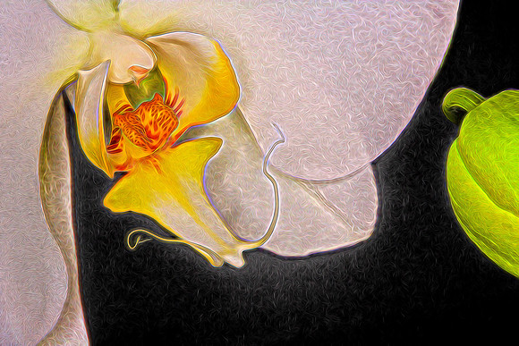 2014 Nov - Andrea's Orchid - 2
